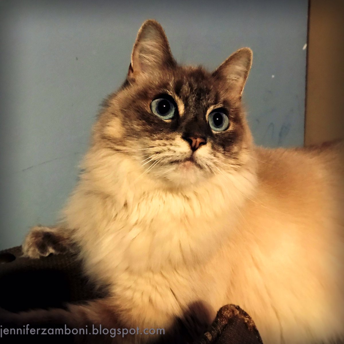 write_read_tea's tweet image. Happy #Thorsday! #ExploringWhatIf #cat #AdoptDontShop #Athena