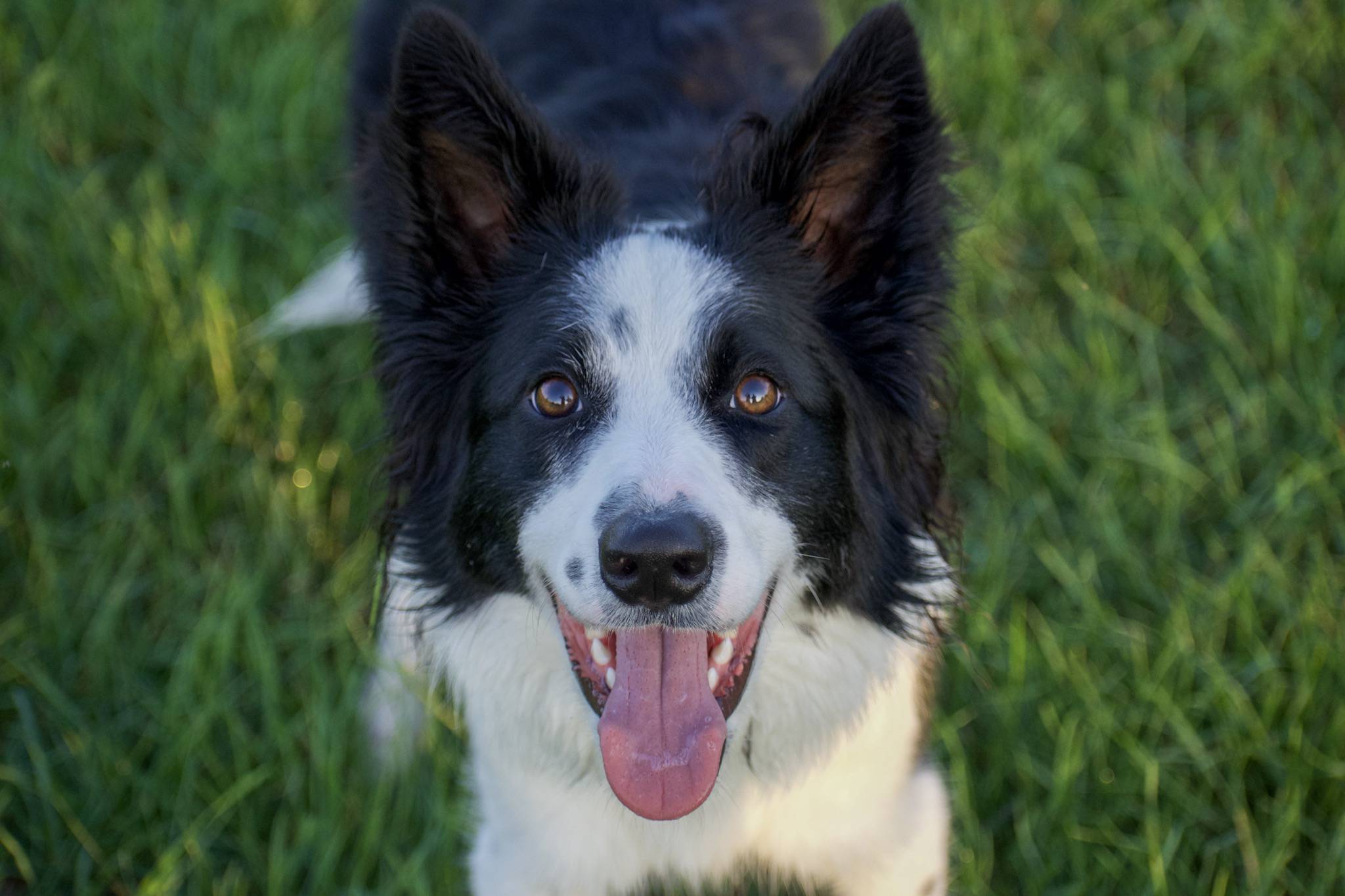 The Kennel at Arbor Lane on Twitter "Rudy! Did you know Border Collies