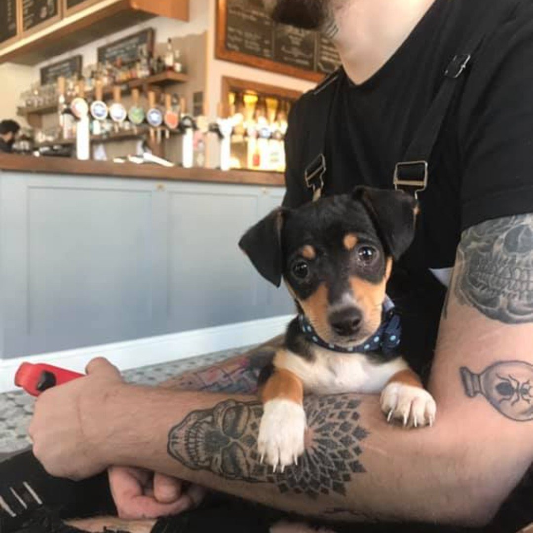 Hello there Jack 👋🐶😍#craftsmancompanycanines #dogsinbars #dogsincoffeeshops #dogsincafes #dogfriendly #dogfriendlyaberdeen #jackrussell #chihuahua #chihuahuacross #jackrussellcross