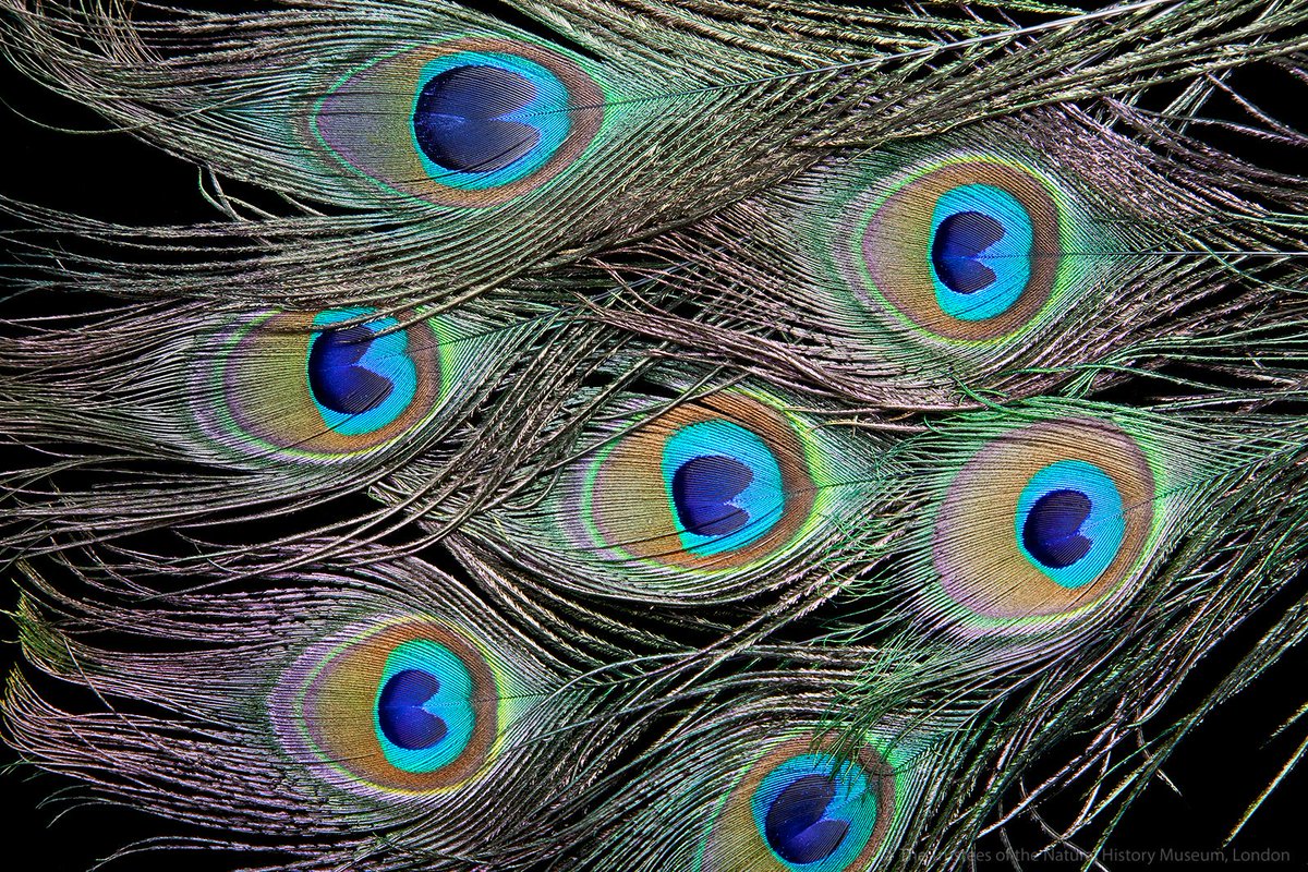 Handmade 10-100pcs Real Peacock Feather Trimmed Peacock Eye Costumes  Necklace Earrings Accessories Wedding Decorative 10-12cm - Etsy, image size:1200x800