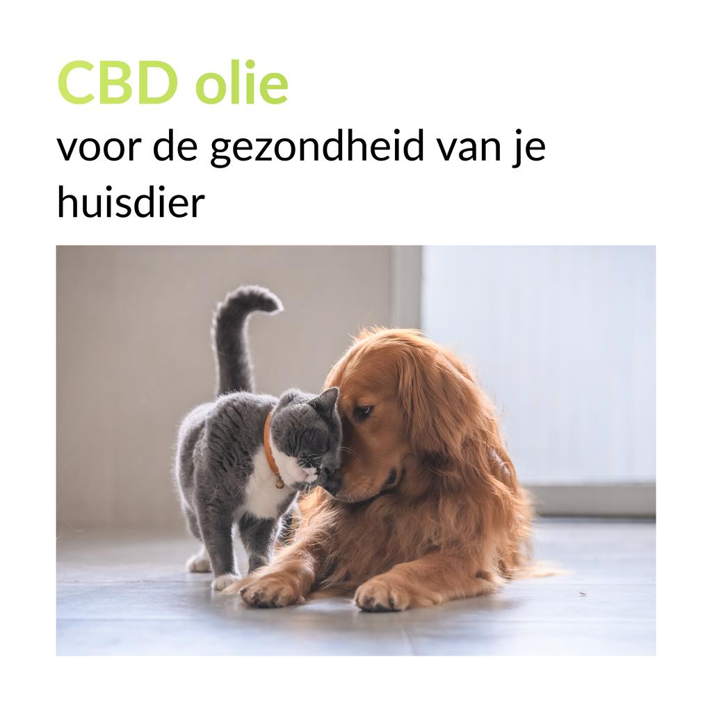 BAC_CBD_OLIE's tweet photo. Onze CBD olie kan uitkomst bieden bij de stressklachten van je hond of kat! Bekijk voor meer informatie onze website, neem voor vragen contact met ons op via:  📞 +31 (0)182 - 687 530. https://t.co/GbyGc0QzsC https://t.co/JbFjkckmCU