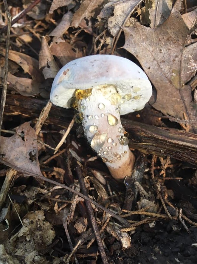 Bolete infected with Hypomyces chrysospermus <a href="/LabLankau/">Lankaulab</a> #WomenInSTEM #forest #ForestResearch #ForestWomen #fungi #mushrooms