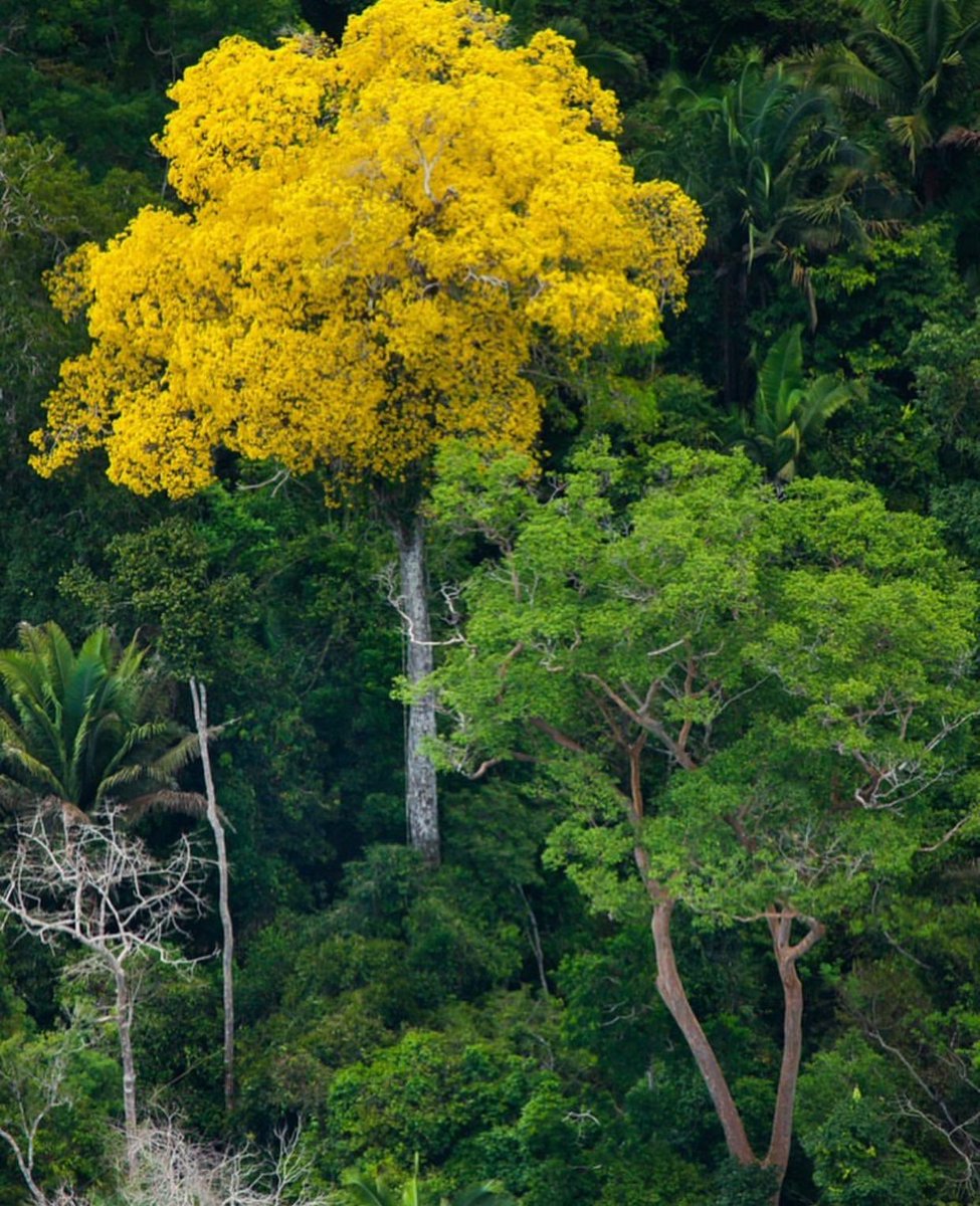 Amazônia viva. É assim que queremos vê-la e é possível.
⠀⠀⠀⠀⠀⠀⠀⠀⠀⠀⠀⠀⠀⠀
Como?