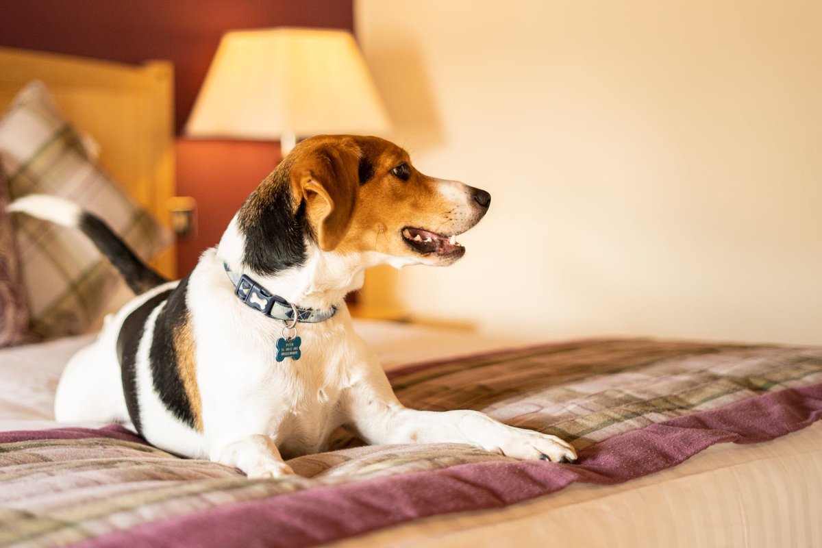 Want to get away but have furry friends to consider?

Not a problem! Here at The Barns Hotel we welcome dogs to join you on your weekend break!

Why not book today? 🐶

01234 270044

#dogfriendly #barnshotel #treats #riversidelocation