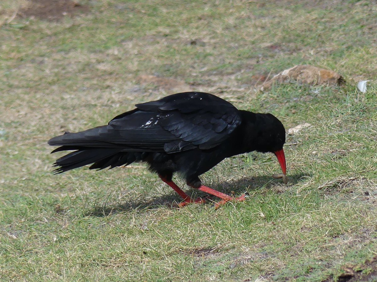 So the Brown Booby was my  200th bird on #my200birdyear 😃. Couldn’t get a picture of it so here is a Chough instead.