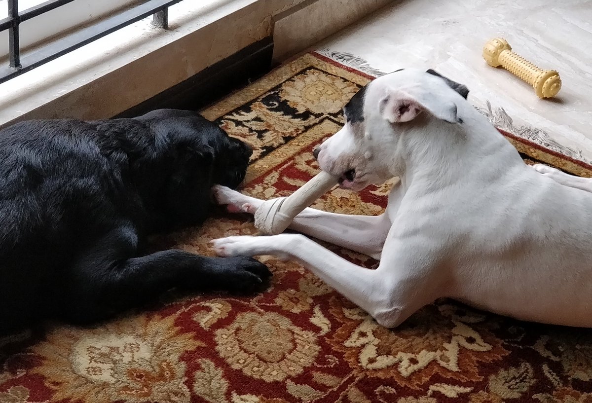 whenwherenilly's tweet image. a peaceful afternun with @tripurasundaree ... mumma working. We gotta snak also. 

@robthebobbie