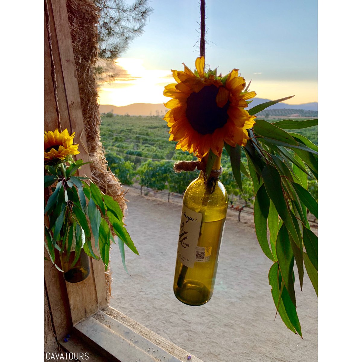 CavaTours (@cavawinetour) on Twitter photo | I N G R E D I E N T S | Sun, wine, vineyard views, a sunflower and some wood fired farm to table exquisite food cooked to perfection!
▫️info@cavatours.com▫️<a href="/DeckmansMogor/">Deckmans En El Mogor</a> <a href="/BajaFishingChef/">Drew M. Deckman</a> <a href="/ValleGuadalup/">Valle De Guadalupe</a> @BajaNorteTravel | I N G R E D I E N T S | Sun, wine, vineyard views, a sunflower and some wood fired farm to table exquisite food cooked to perfection!
▫️info@cavatours.com▫️<a href="/DeckmansMogor/">Deckmans En El Mogor</a> <a href="/BajaFishingChef/">Drew M. Deckman</a> <a href="/ValleGuadalup/">Valle De Guadalupe</a> @BajaNorteTravel