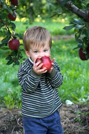 Andrews_Moving's tweet photo. Thanks to Johnny Appleseed we have Apple Orchards in Ohio. Here is where you can find an Apple Orchard near you where you can pick your own apples. Happy picking! #apples #johnnyappleseed #applepie https://t.co/xUICuxrdCa https://t.co/mUe4VRR17y