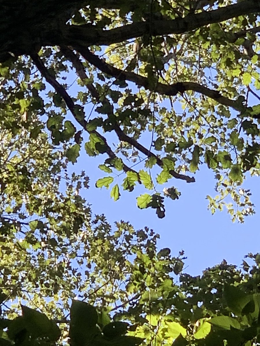 jha_dave's tweet photo. When identifying trees, examining leaves can be a great aid to figure out the species of a tree. We found that some trees are high above the ground and identifying leaves can be tricky. Our smartphones we carry have amazing cameras, and we decided to use them! #ees152 https://t.co/QkEelwf7Dy