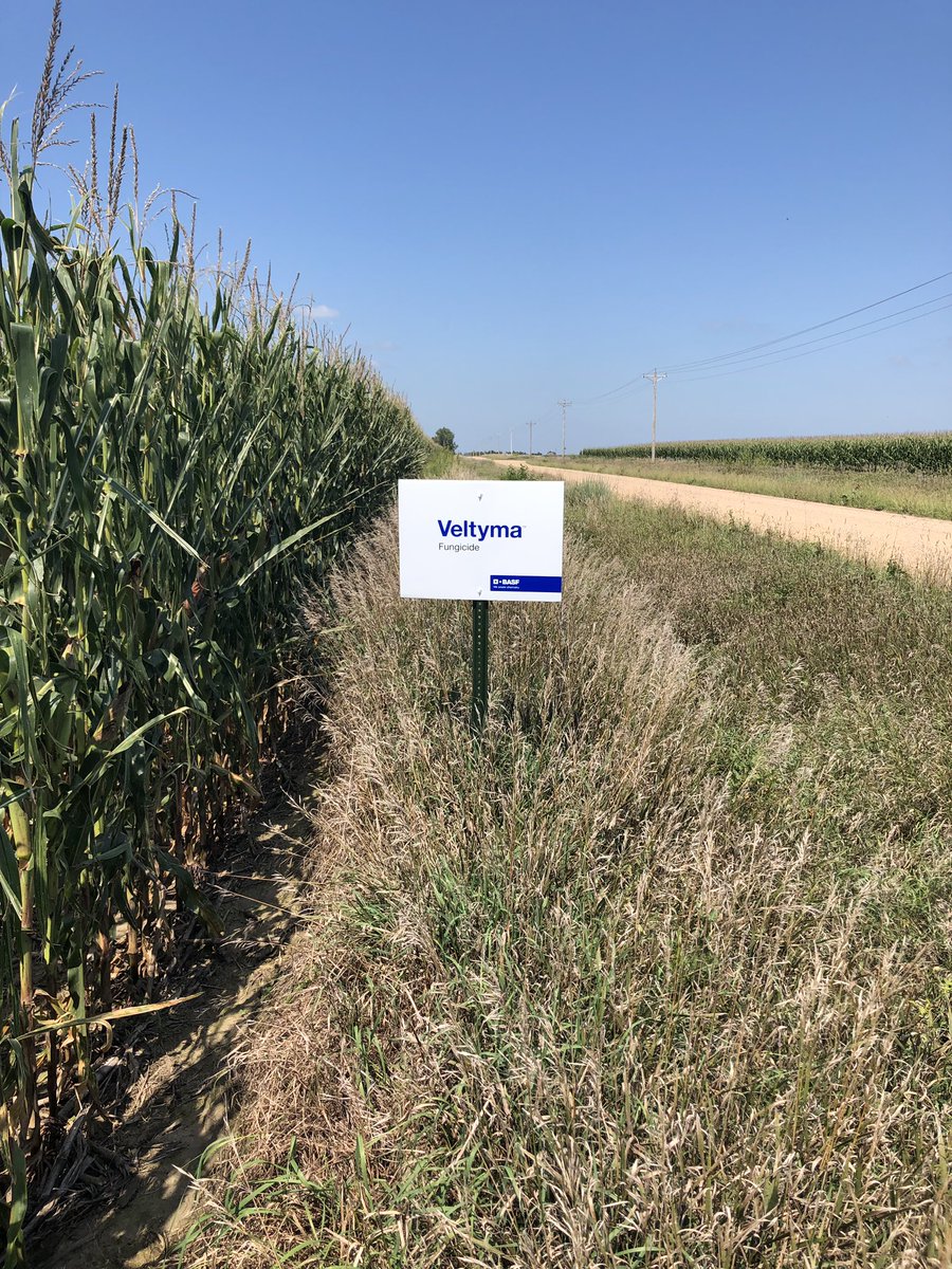 Differences are starting to show up in our on-farm #Veltyma fields now! Excited to take these to yield!! Veltyma vs Untreated #BASFplanthealth #Seethedifference