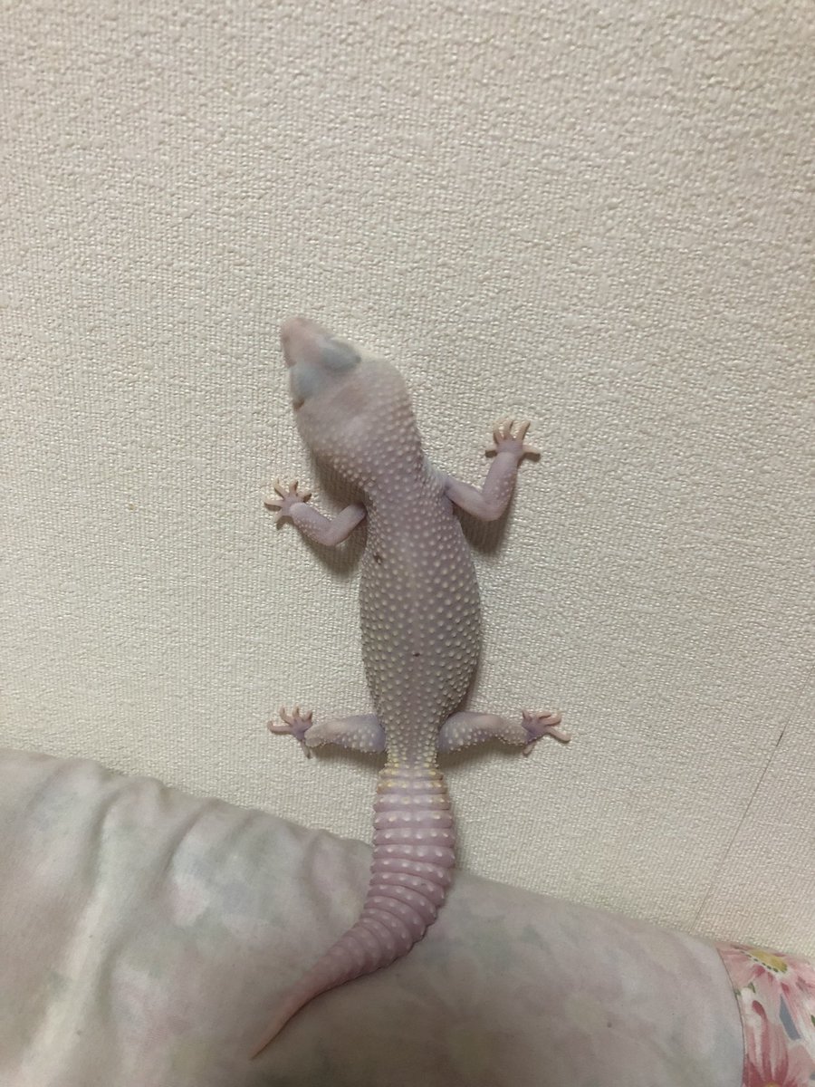 りゅーくん 島根鳥取 壁チョロ系ヤモリ レオパ ヒョウモントカゲモドキ 爬虫類好きと繋がりたい 爬虫類好きさんと繋がりたい T Co Msbcjhezmq Twitter