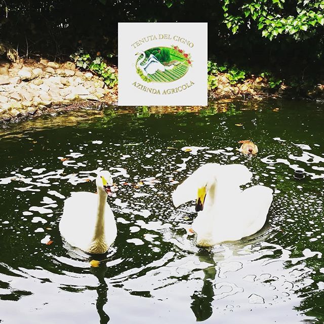 ACETAIA MALPIGHI tweet media