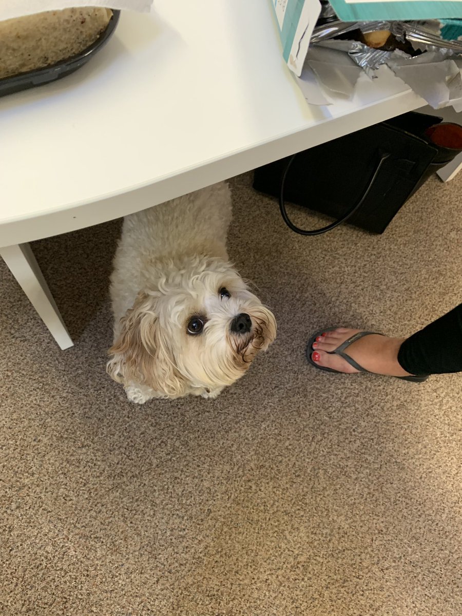 SamMartin100's tweet photo. Lovely to catch up with @venueseventsint with @TridentHC today. It was great to update you on all the exciting news at @wl_resort and to meet the beautiful Teddy! 🐶😍 #trywbl #eventprofs https://t.co/e8NIPE9xNv