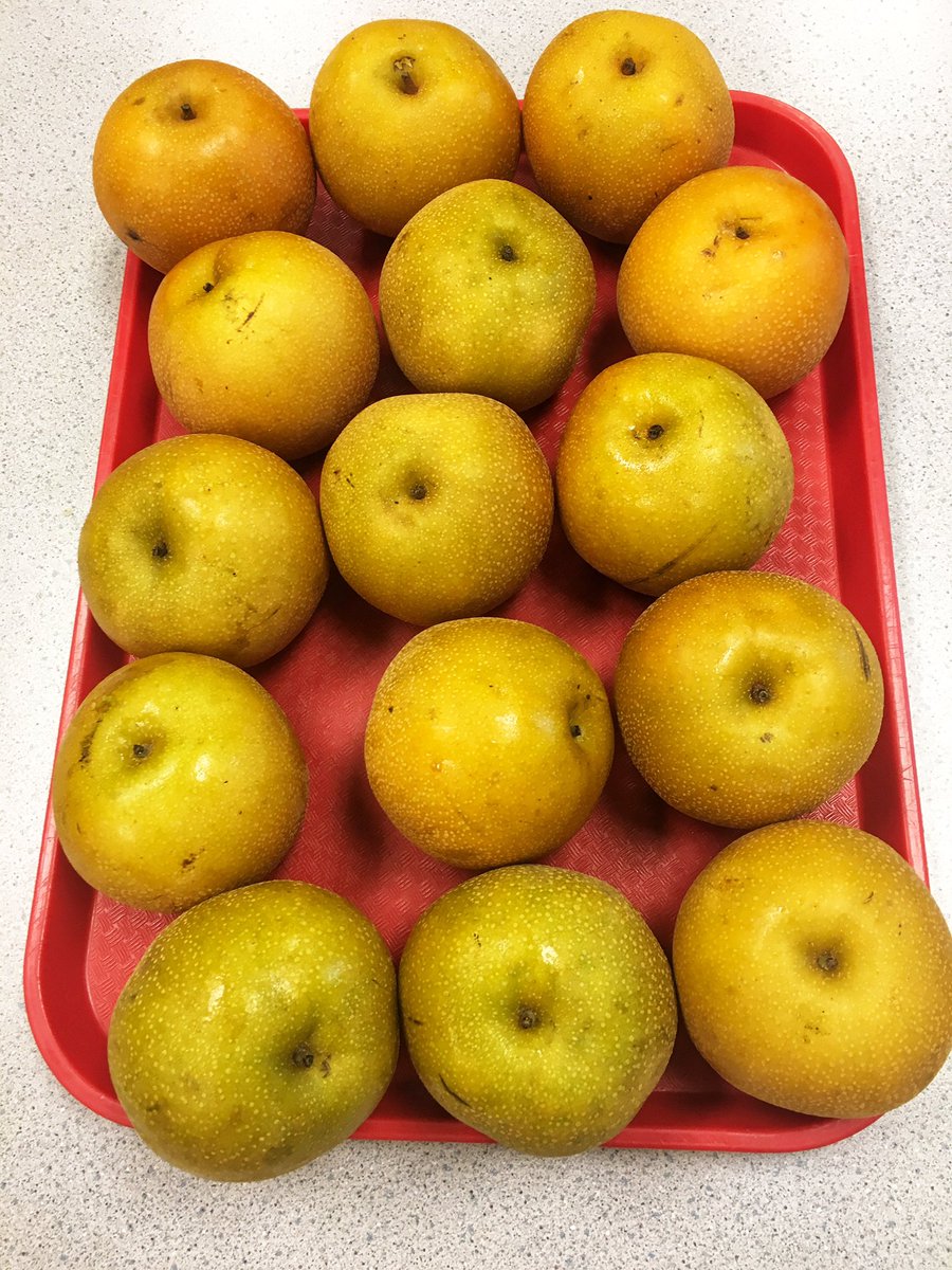 SchoolMeals_NPS's tweet photo. Are you as #locoforlocal as us?! Believe it or not our Asian Pears 🍐 available at #SchoolLunch at @NPSchools  Middle &amp; High Schools today come from Mountain View Orchard in Stafford, VA! 😋#FarmtoSchool #LocalVA #SchoolMealsVA https://t.co/X2iZGHs8CR