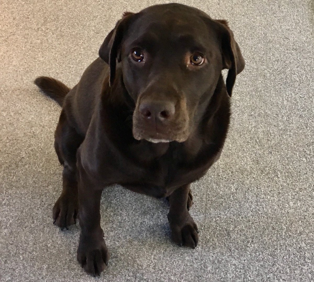 This is Bluebelle, our office dog, helping us with our #wellbeing during one of our busiest months!

#Surveying #Survey #Engineering #Drones #Dronesurvey #UAVsurvey #Aerialsurvey #Topographicsurvey #Pointcloud #surveyors #landsurvey #RMS