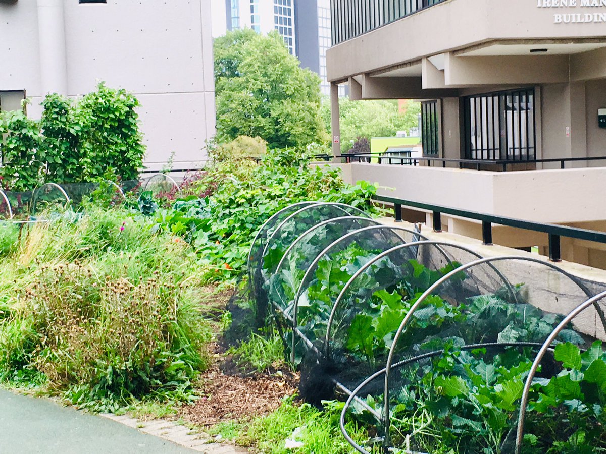 _jake_robinson's tweet photo. Impressive green spaces at @UniversityLeeds including this mahoosive biodiverse, edible garden #biodiversity #MicrobiomeRewilding https://t.co/w2N38KbKPT