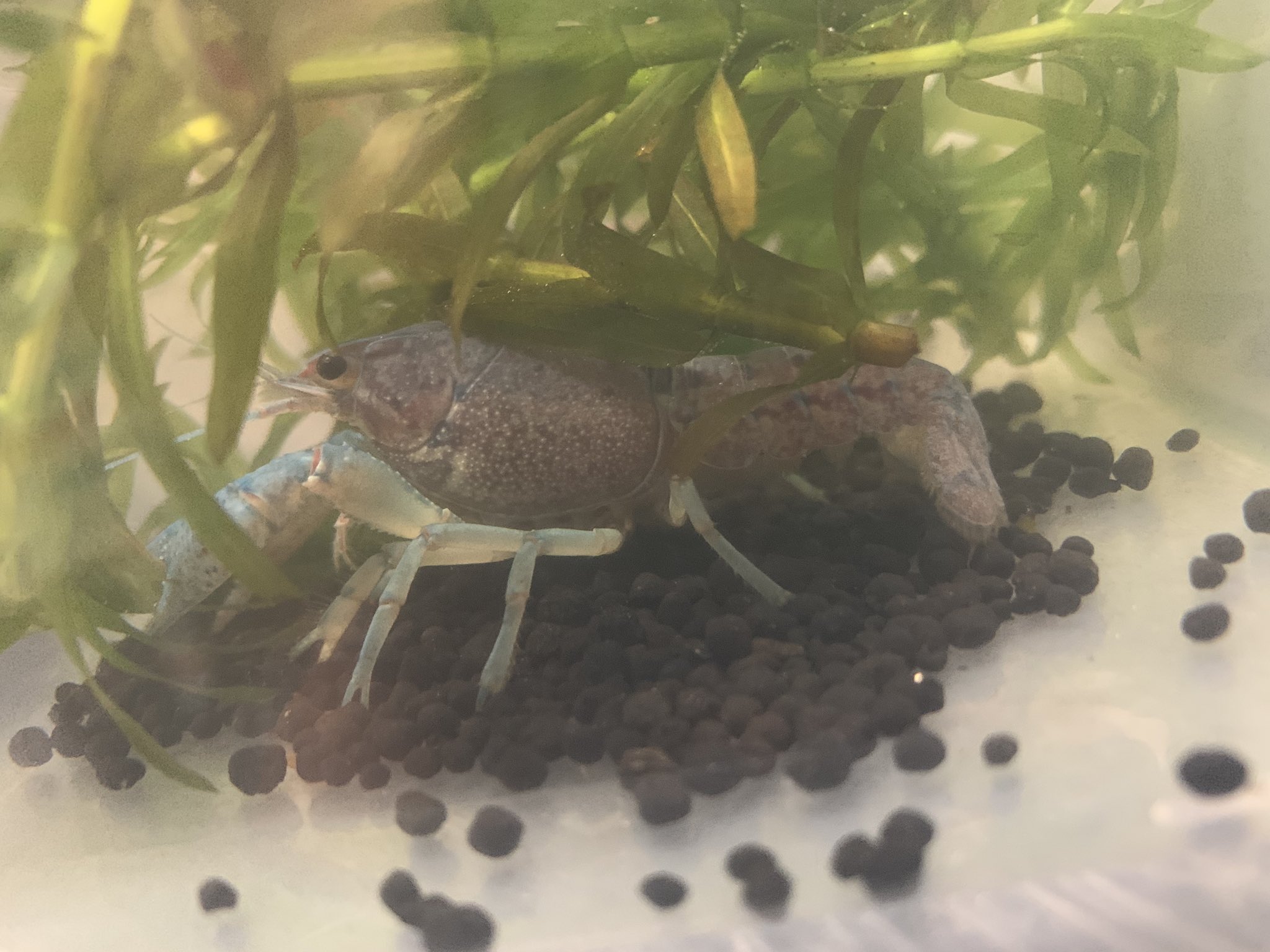 フロリダブルー Twitter Search Twitter