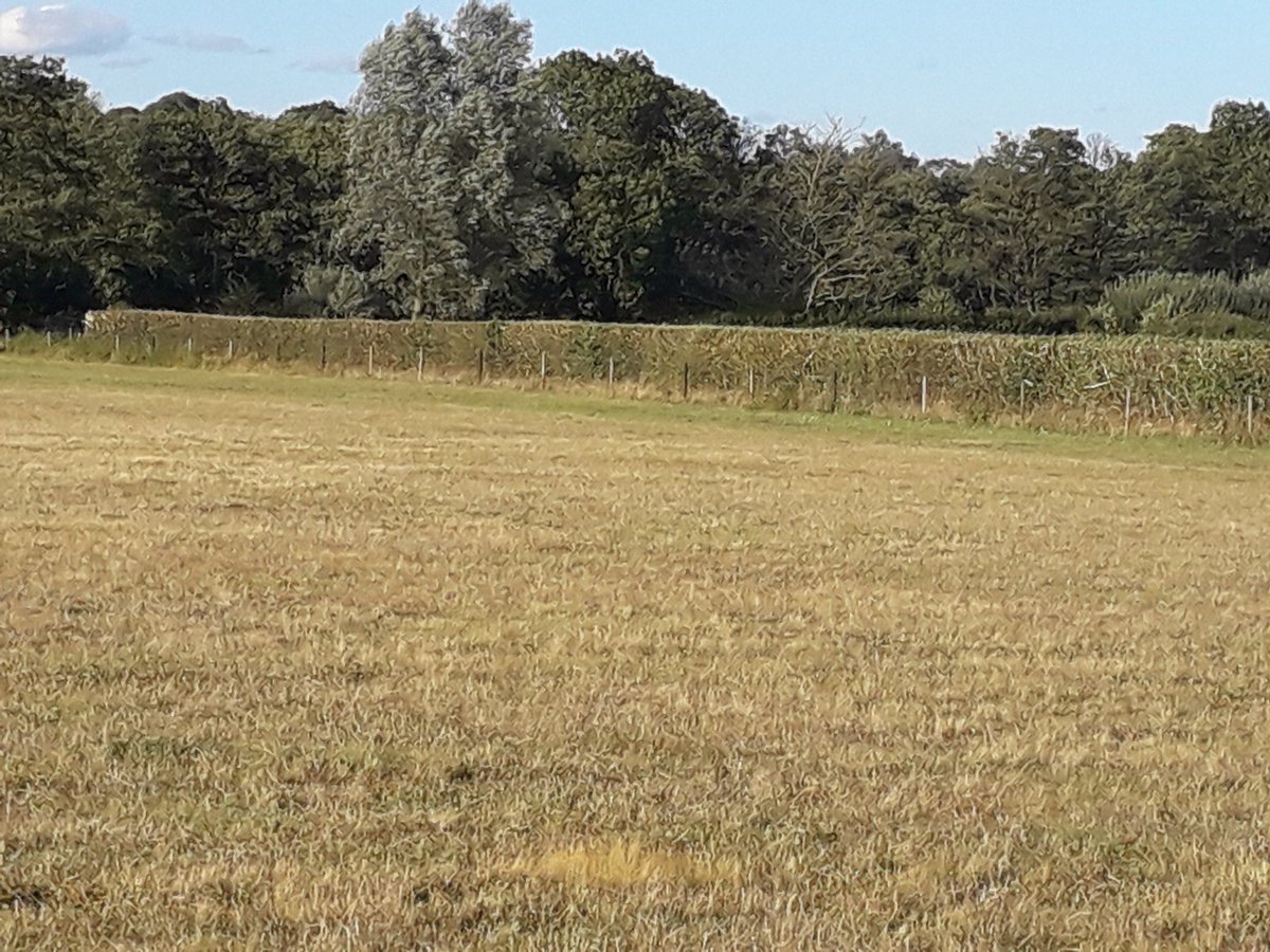 ValleyFarmRDC's tweet image. Hedge cutting time again.#countryside #smarthedges