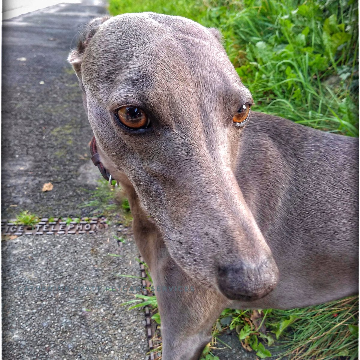 cpyattpetcare's tweet photo. So much nicer walking dogs in the late summer sun than early winter rain! #whippet #spaniel #cockermouth #petcaresevices #dogwalk https://t.co/aHtbn6EAmj