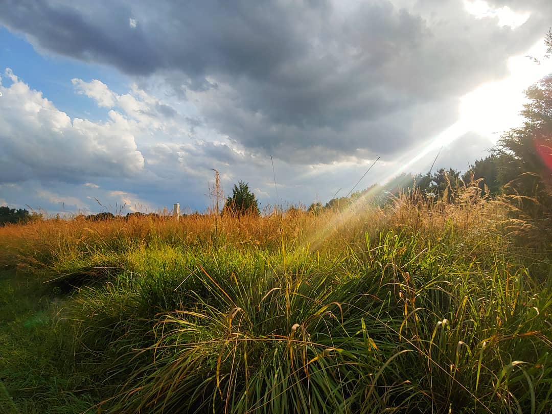 wisstrails's tweet photo. Afternoon light at Crossways Preserve. https://t.co/9zApSF5ask
