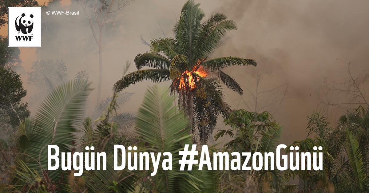 🌎 Bugün Dünya #AmazonGünü! Bugün Amazon Yağmur Ormanları’nın güzelliğini ve dünyamıza olan faydalarını kutluyoruz.
❗ Ancak yine bugün #Amazon’un yandığını ve bu konuda harekete geçilmesi gerektiğini hatırlatmak istiyoruz.
