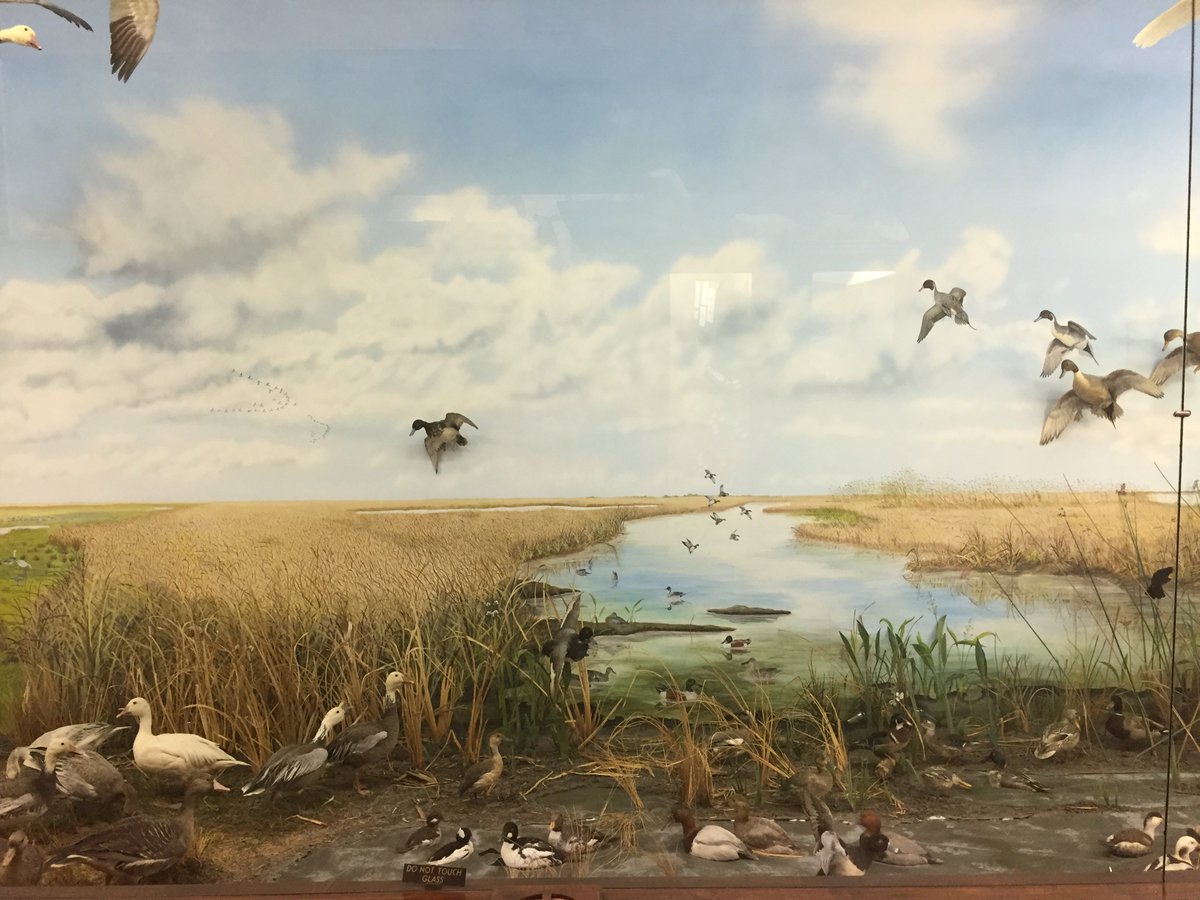 #tbt Did you know the dioramas at the #LSUMNS were hand painted in the 1950s by then Curator of Exhibits, Ambrose Daigre? Photos of the real scenes were projected onto the back wall of the exhibits and they were painted using the projection as a guide.