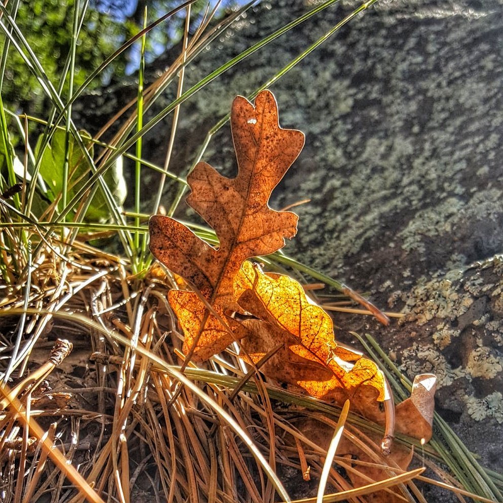 nazstuff's tweet image. Symbol of HOPE... a fallen oak leaf caught in morning sunlight, becoming momentarily translucent and glowing in gold hues. The sun will come up tomorrow!
The observations of the Arizona Day Hiker. BLOG:  bit.ly/2Cz4Noj