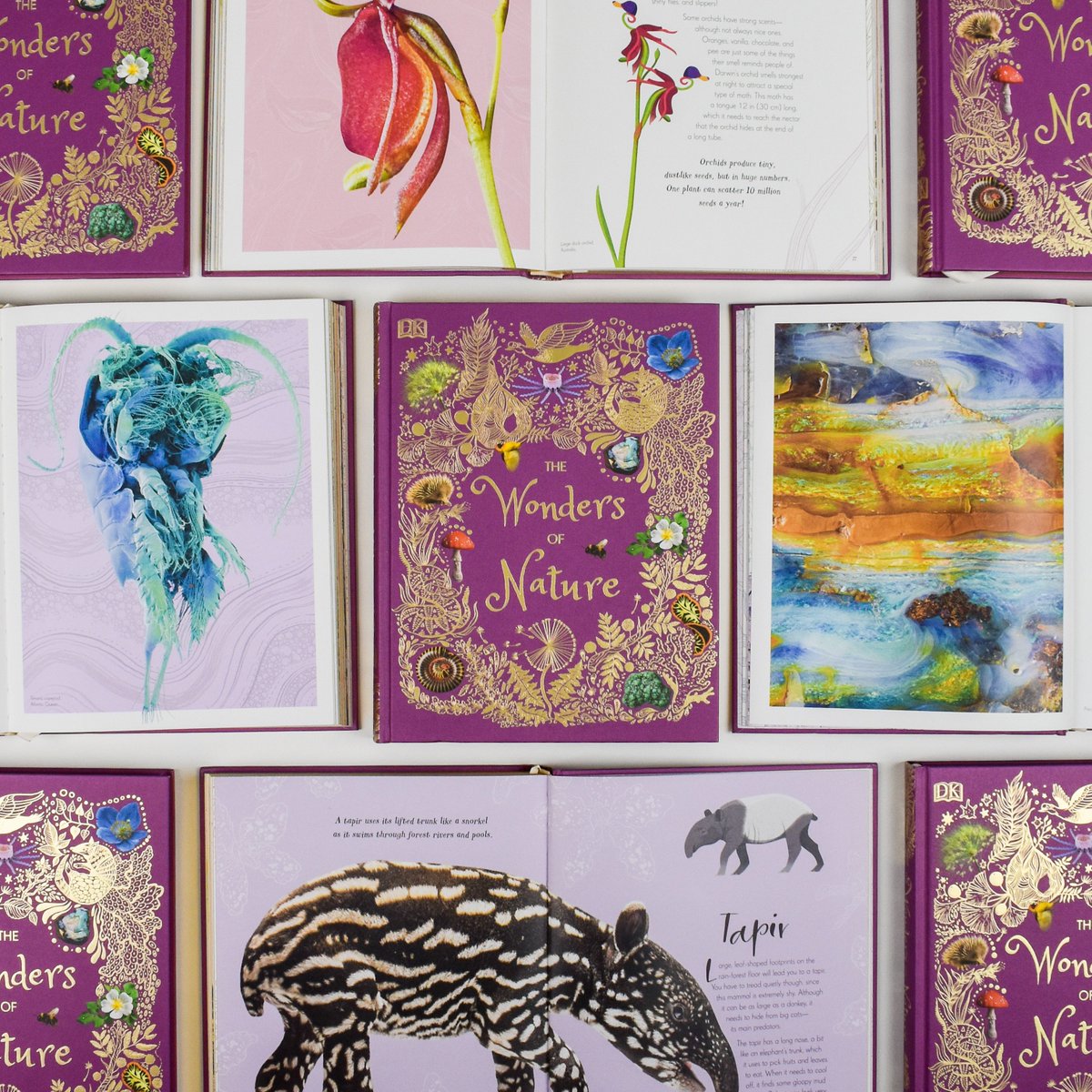 dkbooks's tweet photo. From porcupine fish to pyrite and everything in between, discover the extraordinarily stunning The Wonders of Nature by @benhoare5, available now! https://t.co/TsHgV6HSL0 #bookbirthday 🎈🍄 https://t.co/dTLM0ViSBW