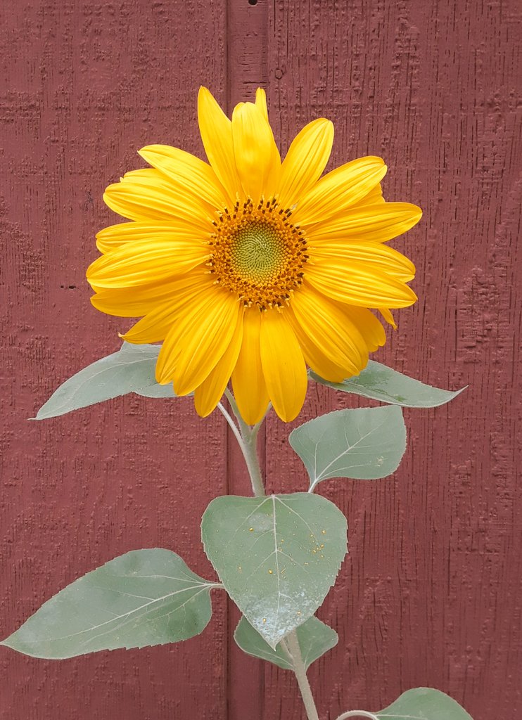 Our single sunflower keeps a bit of summer in the garden (we got the seed from #PurdueSpringFest back in April). Did you know that the large ray florets at the outer ring are sterile? Or that the number of disc florets at the center can be up to 2,000?