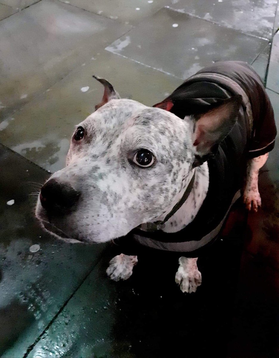 HPManchester's tweet image. #Wednesday #outreach #manchester #helpingothers #makingadifference #homelessness #roughsleepers #streetpets #volunteers #teamwork #giveashift #becausewecare