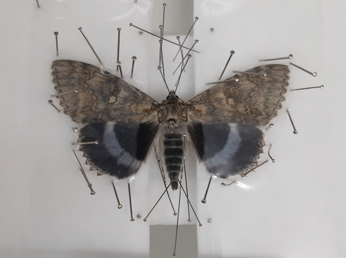 Rothamsted_RIS's tweet photo. Catocala fraxini (Blue Underwing/Clifden Nonpareil) found by Gemma this week from one of our @rothamsted_RIS moth traps and pinned by our PhD student Dion @D_Garrett_Ento. #insects #nature #macro #moth #insecttrap #mothlamp #mothlife https://t.co/LyfbuQckmW