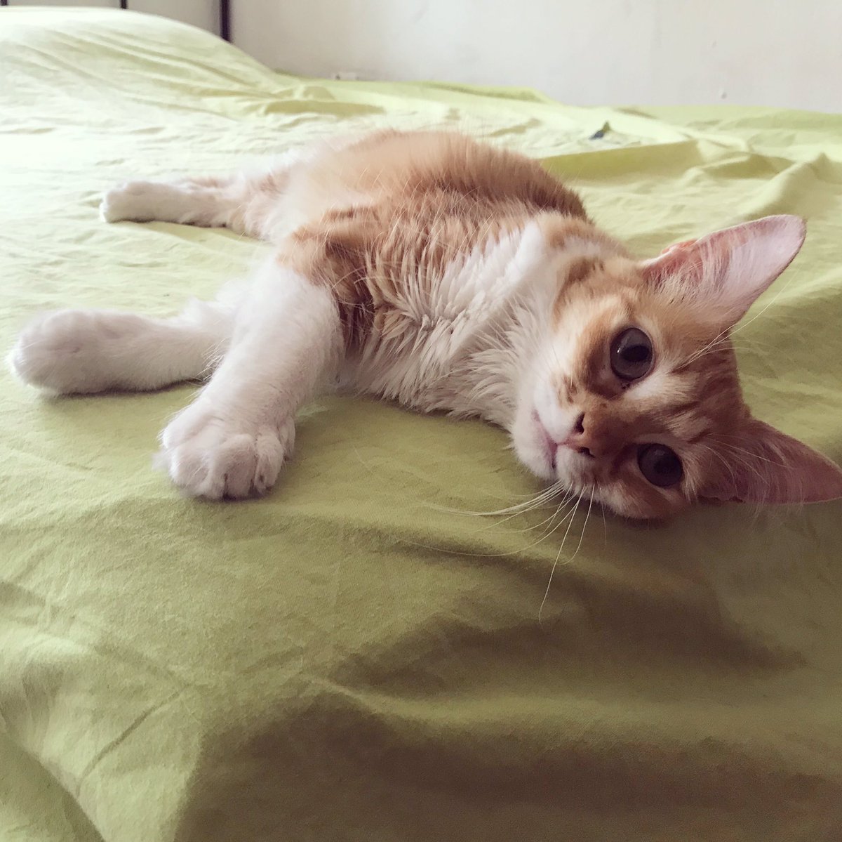 Day 6/7 of photo challenge, no humans or explanations - we nominate <a href="/ltzLulu/">It's Lulu!</a>  if you want to join! #PhotoChallenge #CatsOfTwitter