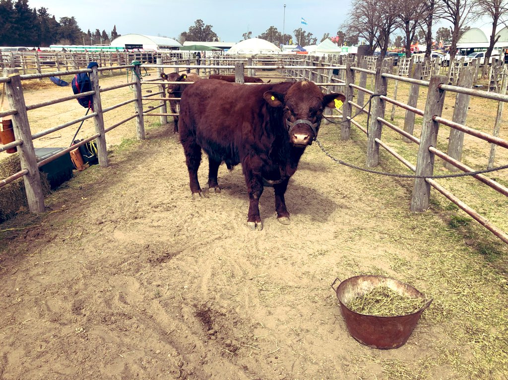 ruralriocuarto's tweet photo. Hasta las 18 hs ingresan las razas bovinas a la #ExpoRuralRio4. Las Juras de Clasificación tendrán lugar mañana viernes. #PolledHereford #Shorton #AberdeenAngus #Limousin https://t.co/BPt447K7D2