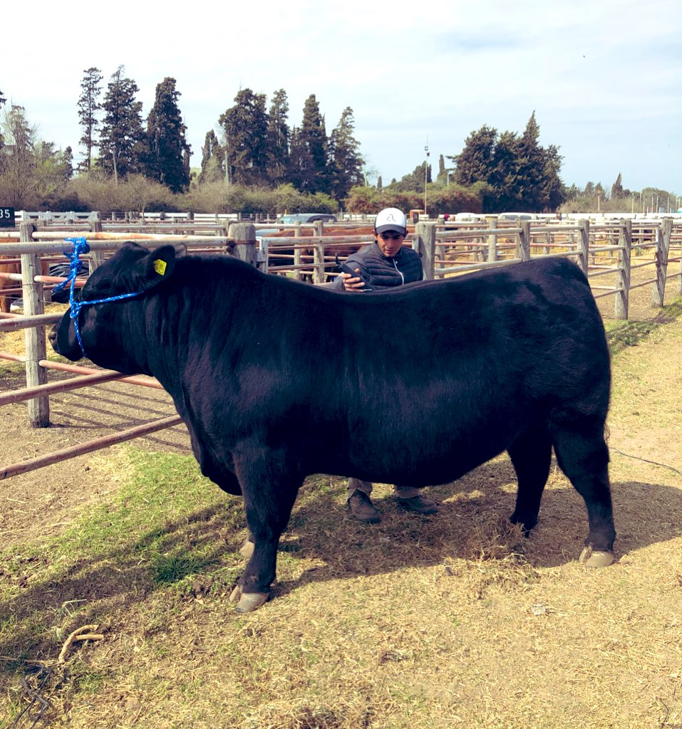 ruralriocuarto's tweet photo. Hasta las 18 hs ingresan las razas bovinas a la #ExpoRuralRio4. Las Juras de Clasificación tendrán lugar mañana viernes. #PolledHereford #Shorton #AberdeenAngus #Limousin https://t.co/BPt447K7D2