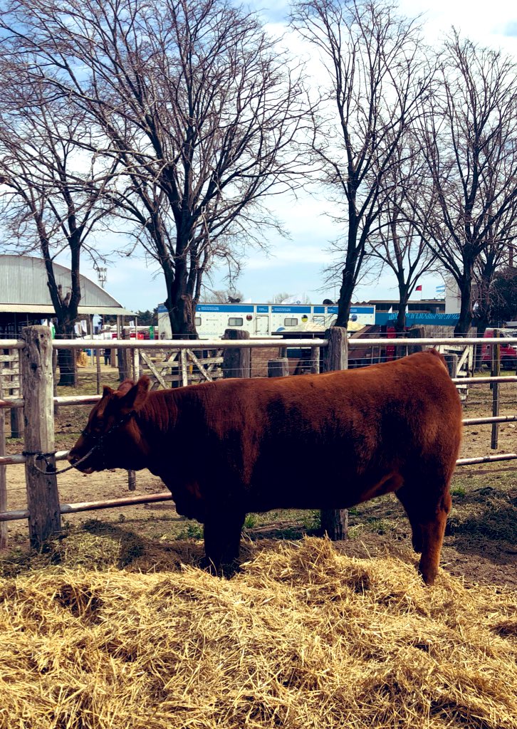 ruralriocuarto's tweet photo. Hasta las 18 hs ingresan las razas bovinas a la #ExpoRuralRio4. Las Juras de Clasificación tendrán lugar mañana viernes. #PolledHereford #Shorton #AberdeenAngus #Limousin https://t.co/BPt447K7D2