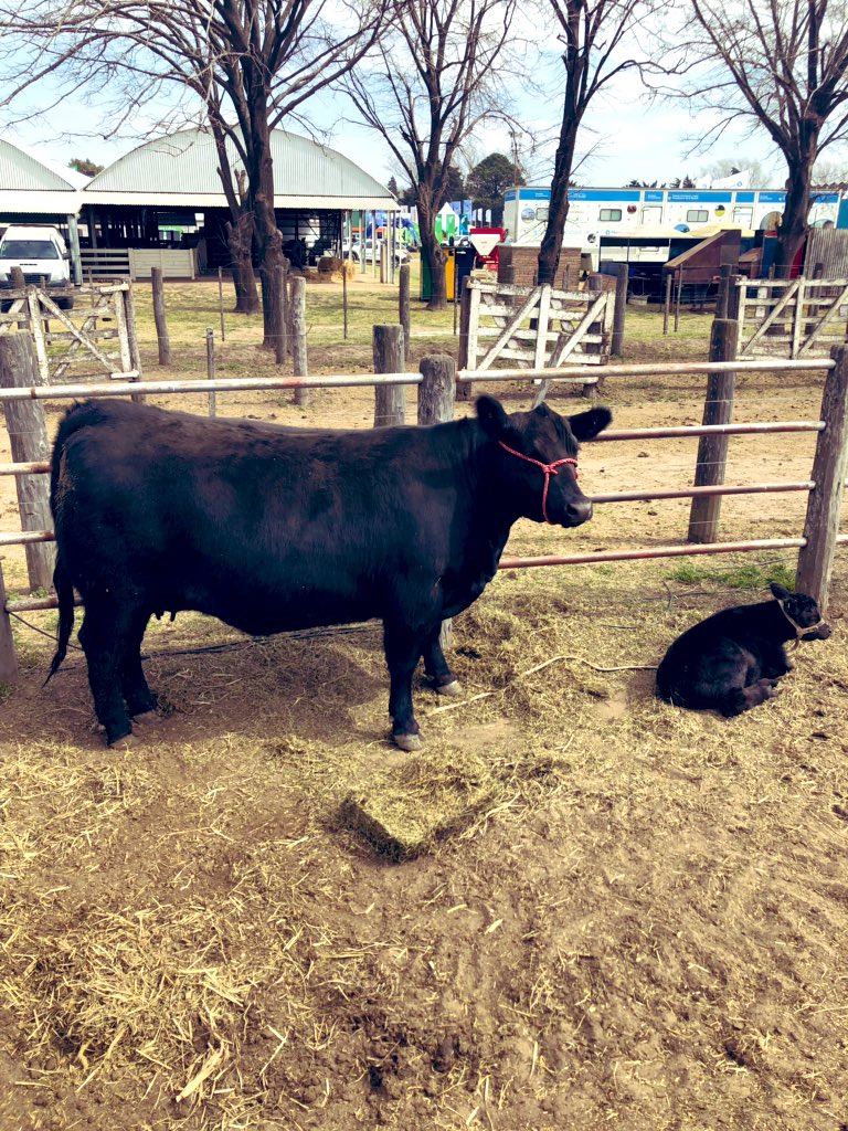 ruralriocuarto's tweet photo. Hasta las 18 hs ingresan las razas bovinas a la #ExpoRuralRio4. Las Juras de Clasificación tendrán lugar mañana viernes. #PolledHereford #Shorton #AberdeenAngus #Limousin https://t.co/BPt447K7D2