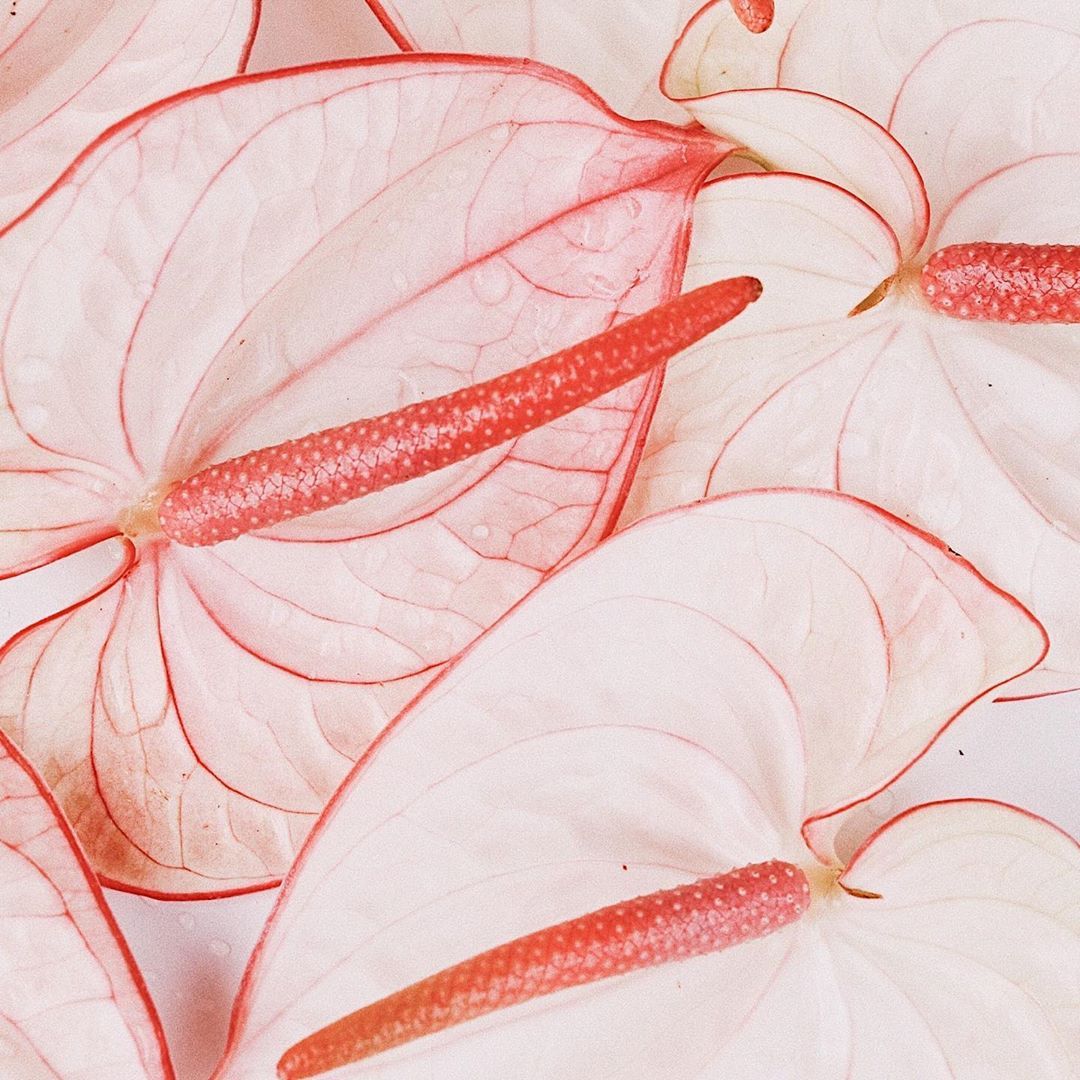 Ghost Fragrances tweet media