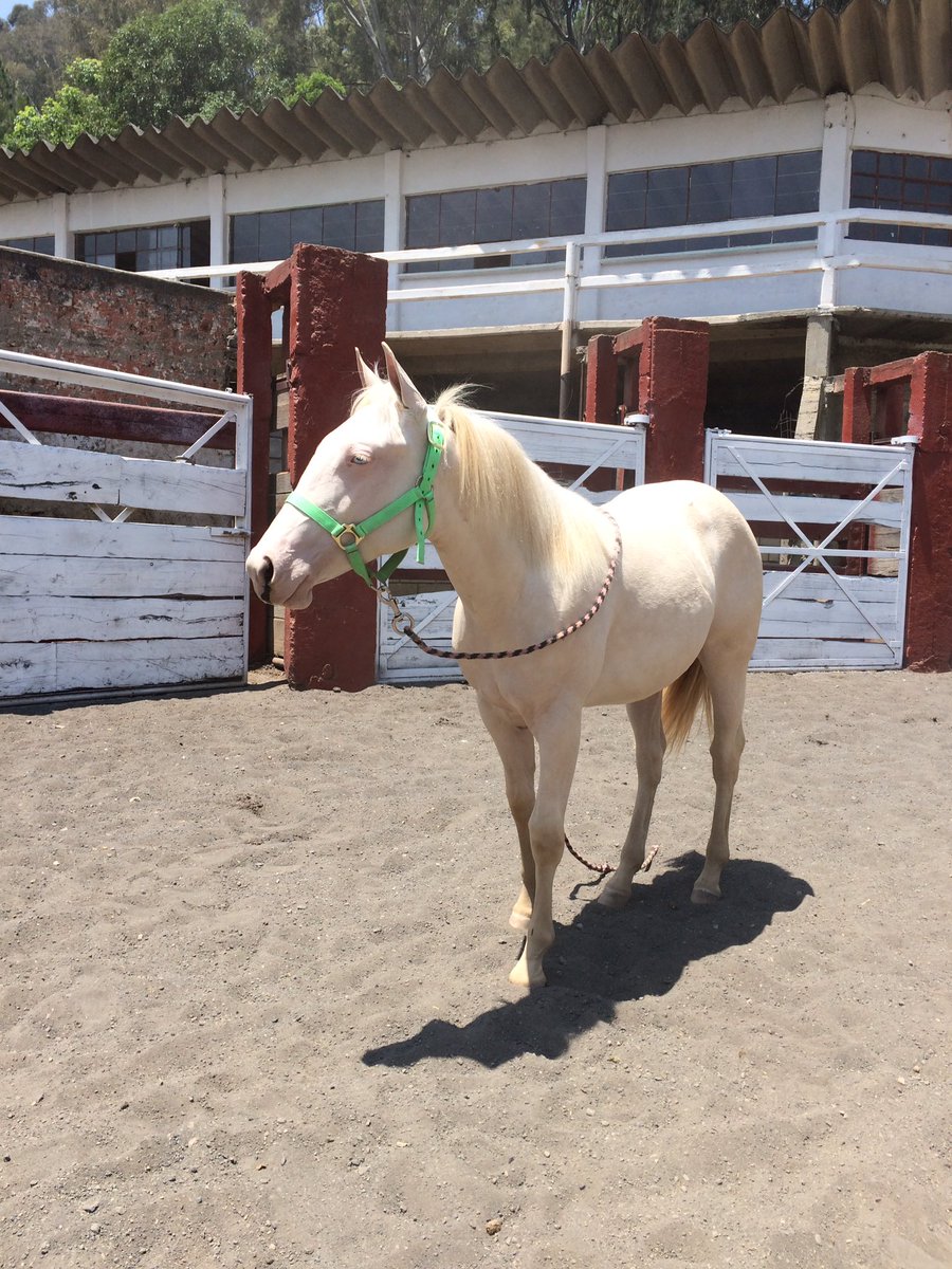potrapinta's tweet photo. @domadorcaballos Aconséjame, vivo hasta CDMX. Mi potranca tiene año 4 meses y quiero domarla sin violencia necesito ayuda.... https://t.co/18sHI6iNHT