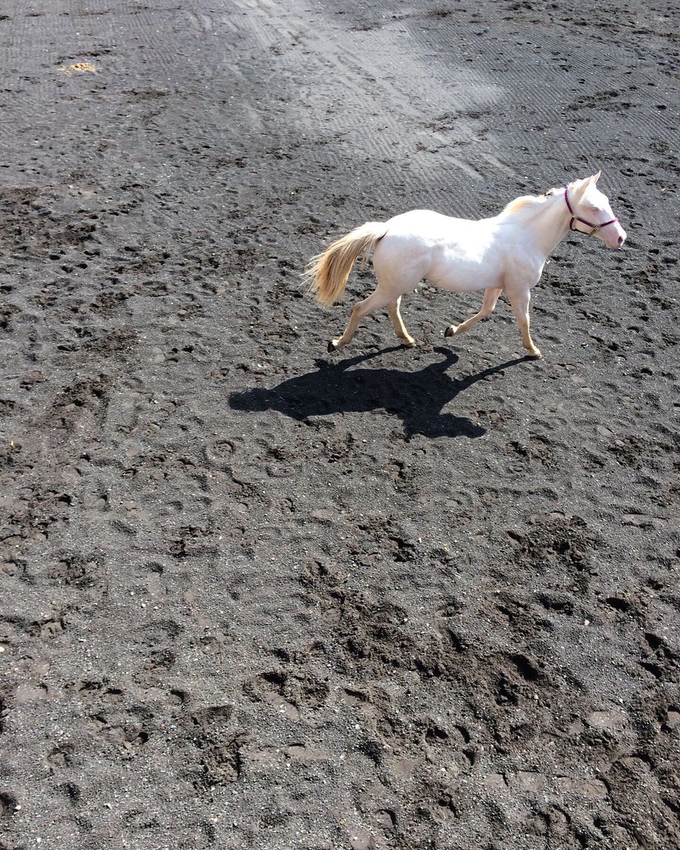 potrapinta's tweet photo. @domadorcaballos Aconséjame, vivo hasta CDMX. Mi potranca tiene año 4 meses y quiero domarla sin violencia necesito ayuda.... https://t.co/18sHI6iNHT