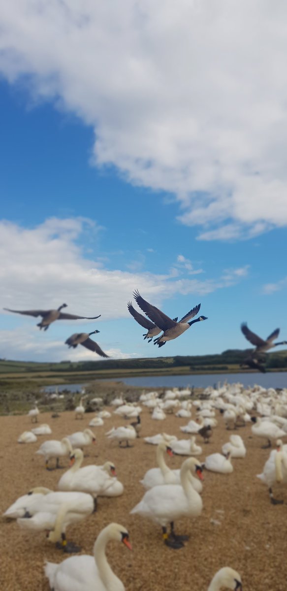 Good morning! A beautiful shot of the birds at Abbotsbury Swannery
Thank you to Jade Smith for our #pictureoftheday 📸
If you would like your photo to feature here, email it to news@bridportnews.co.uk
Remember to keep up-to-date with the latest news at bridportnews.co.uk