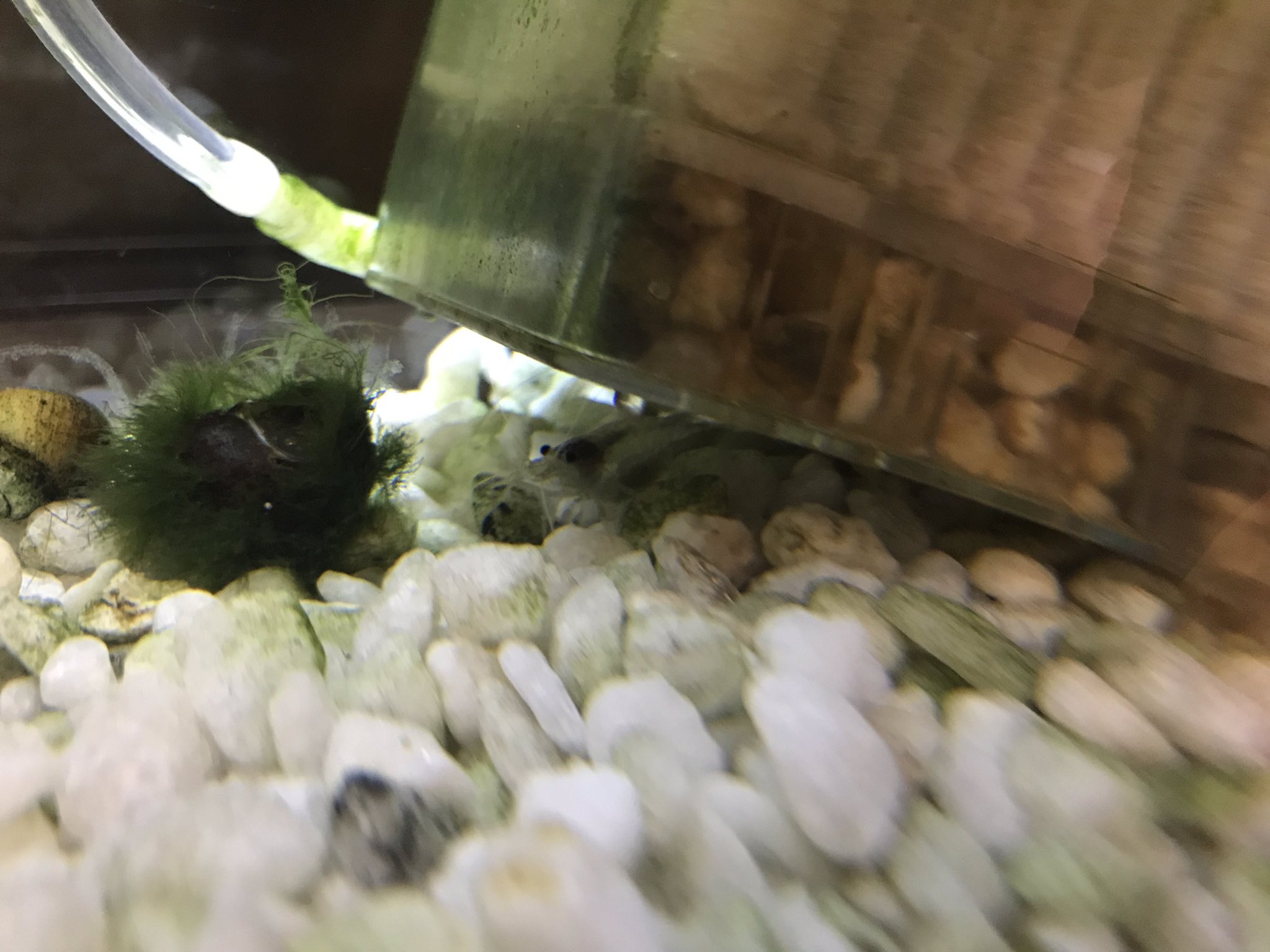 Sakai M Twitter પર 水槽リセット 後に メダカ 見て楽しんでいたら ヤマトヌマエビ のお腹が黒い 抱卵 してる 気水 の準備しなきゃ ロカボーイ の下でジッとして出てこない