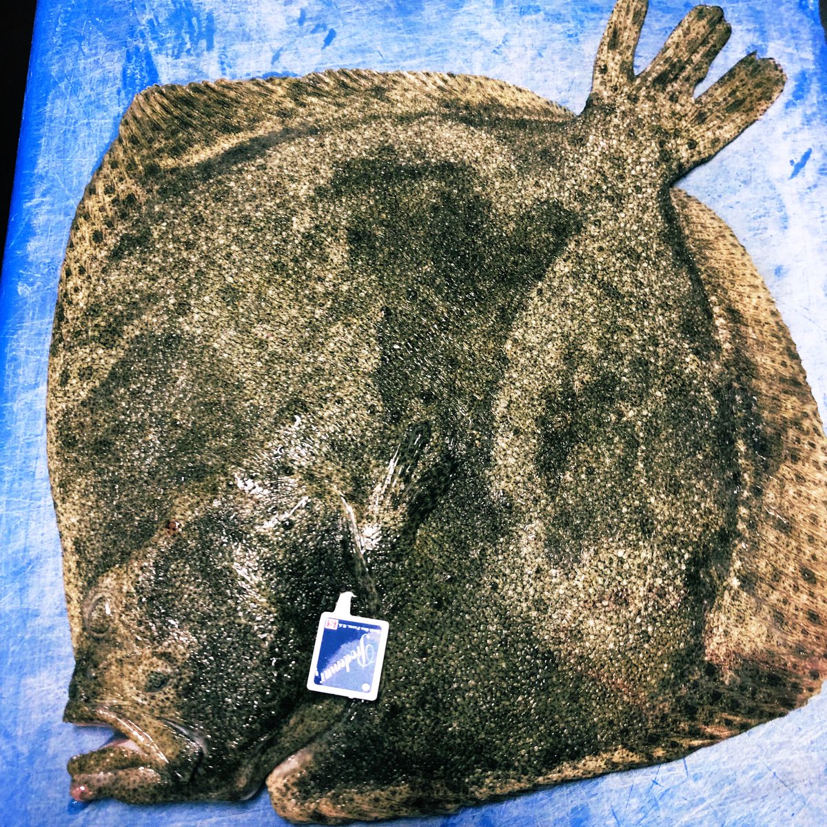 nutsfood's tweet photo. Cracking #NuttersMasterclass today @NuttersOfficial The KING OF THE OCEAN 😍 What a feast #Turbot / gnocchi / pink grapefruit and chive beurre blanc 

Masterclasses are the first Thursday of each month 01706 650167 for more details https://t.co/xeMyrIQT1Y