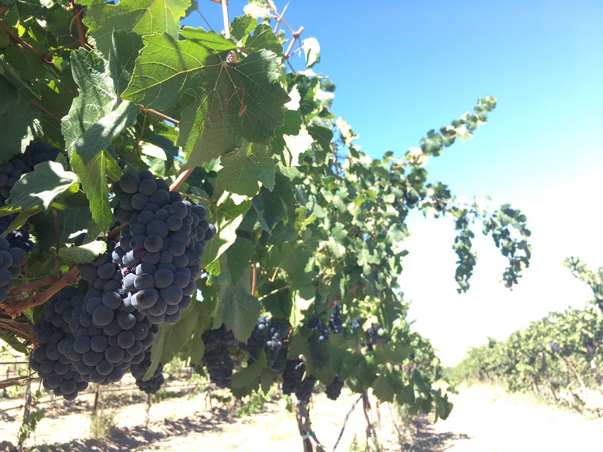 SuiteCVino's tweet photo. 🎉 Check out our Instagram &amp; Facebook post about our recent trip to @jbellcellars in @zillahWashington in @YakimaAVA ! All the love this amazing Winery!! 
https://t.co/RphVI4PydA 

Heck, go ahead &amp; follow us on those pages also!! #cheers 👍🏼🍷 https://t.co/s5S0UR0bT9