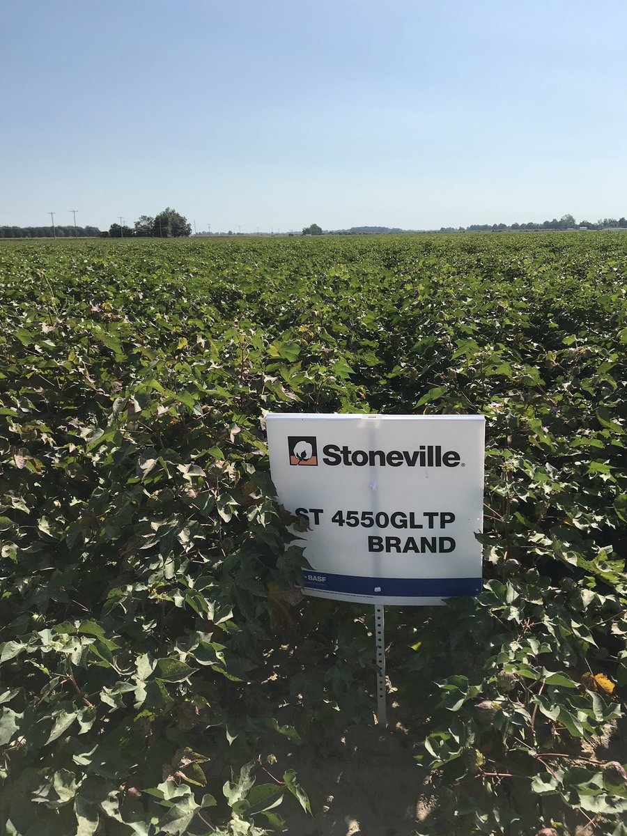 Stoneville Cotton in Clay County. #Stoneville #BASFtweets
