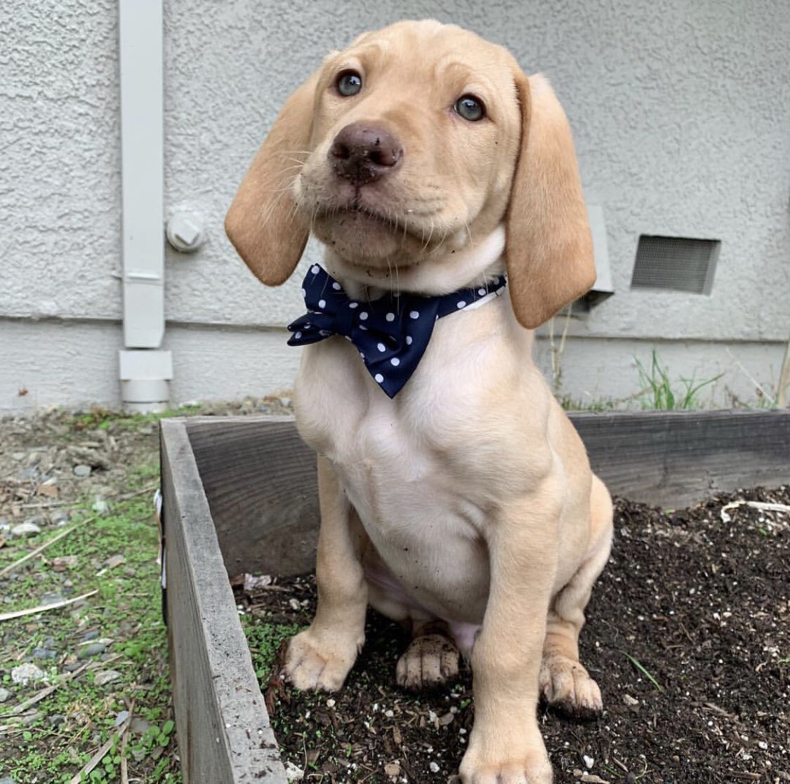 WeRateDogs tweet media