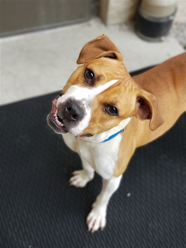 EMluvsPibbles's tweet photo. ❌⚠️EXTREMELY CRITICALLY URGENT!❌⚠️
#Foster #Adopt #Pledge #Rescue #RT #SaveRio #Help! 

🆘Sweet Rio will be 👉💉 Tonight 9/5 at 7 PM! 🥺🙏

https://t.co/nMq2pM8OmK
🇺🇸Columbus, OH🇺🇸 https://t.co/7ZPLx1Qjgu