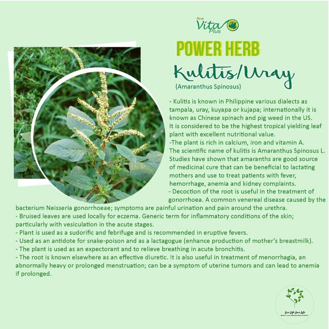 maamDae's tweet photo. Amaranthus Spinosus (uray)Rich in Calcium, Riboflavin, Folate, Vitamin A, B6 and C. Good Source of Dietary Fiber, and Dietary Minerals, such as iron, Magnesium Phosphorus and Copper.    #firstvitaplus #fvpph #livelifelovelife #natural #fivepowerherbs #vegetableinadrink #natural https://t.co/nttWiqbIpT