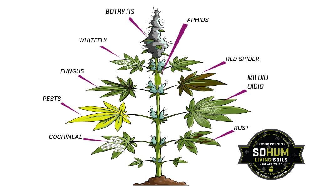 Конопля растение рода cannabis сибирь конопля