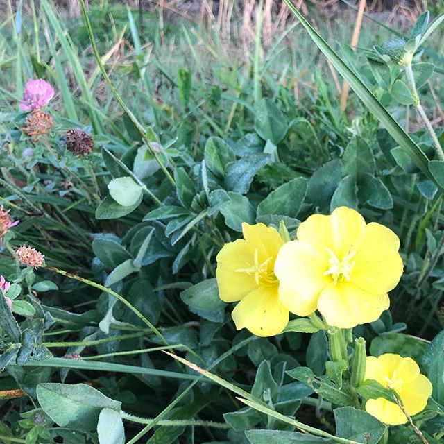 aprilbennettbks's tweet photo. Look—sunshine! I passed her by again this morning, but turned around to say hello. 🌼
My general rule is ‘photos only while walking’ but some rules are made to be broken. 😊 #stetwalk -run #wildflowers #sunshinepetals #beautifulohio #runwalkrunrepeat #… https://t.co/VFp0OsALex https://t.co/xIvbCNHPr9