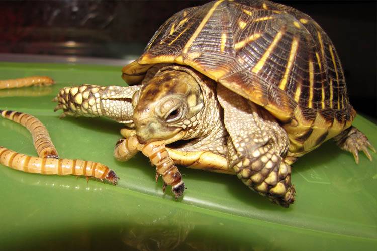 Crickets And Worms For Sale Cricketsnworms Twitter